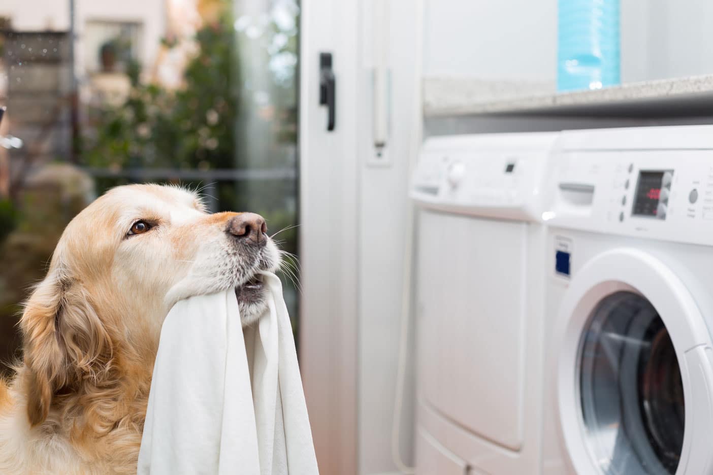 waschbares Hundebett waschbar Ratgeber article