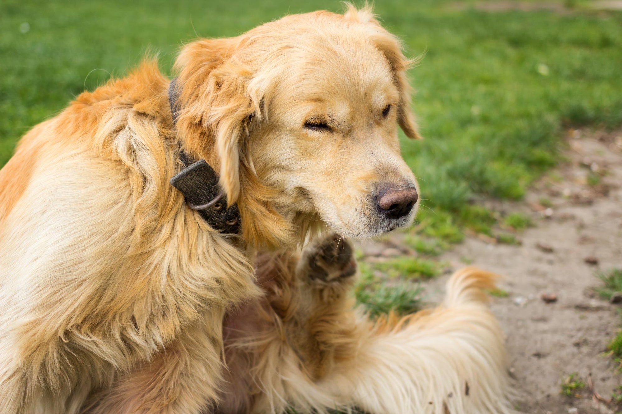 Parasiten im Hundebett Ratgeber article