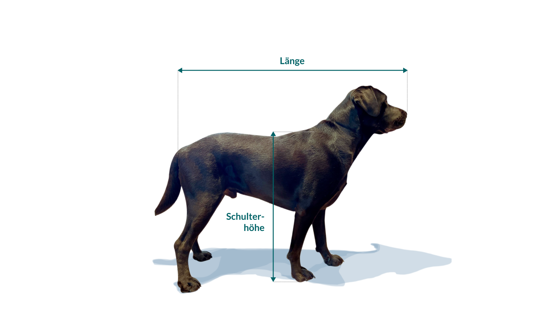 Hundebett welche Größe Ratgeber article