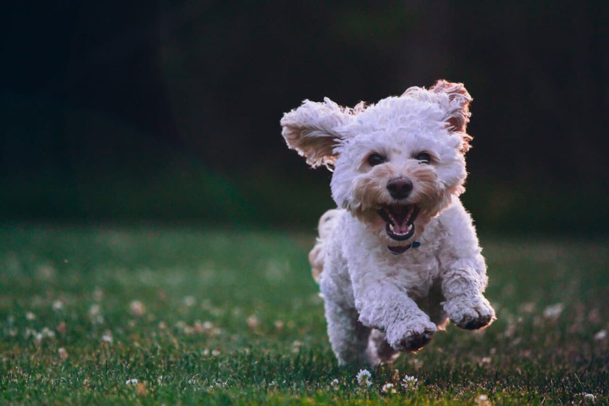 Das Hundebett fr Allergiker | Worauf kommt es an? | FINNTO