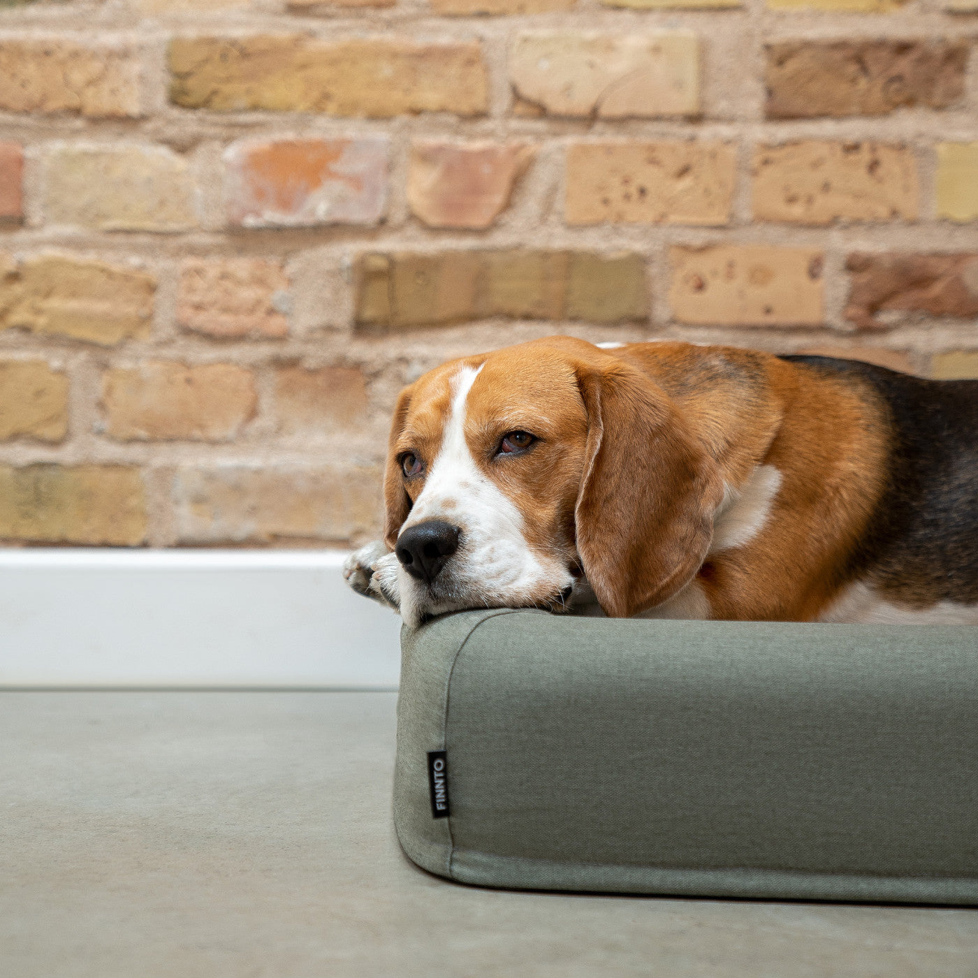 FINNTO Hundebett Titelbild Beagle Logo entspannter Hund