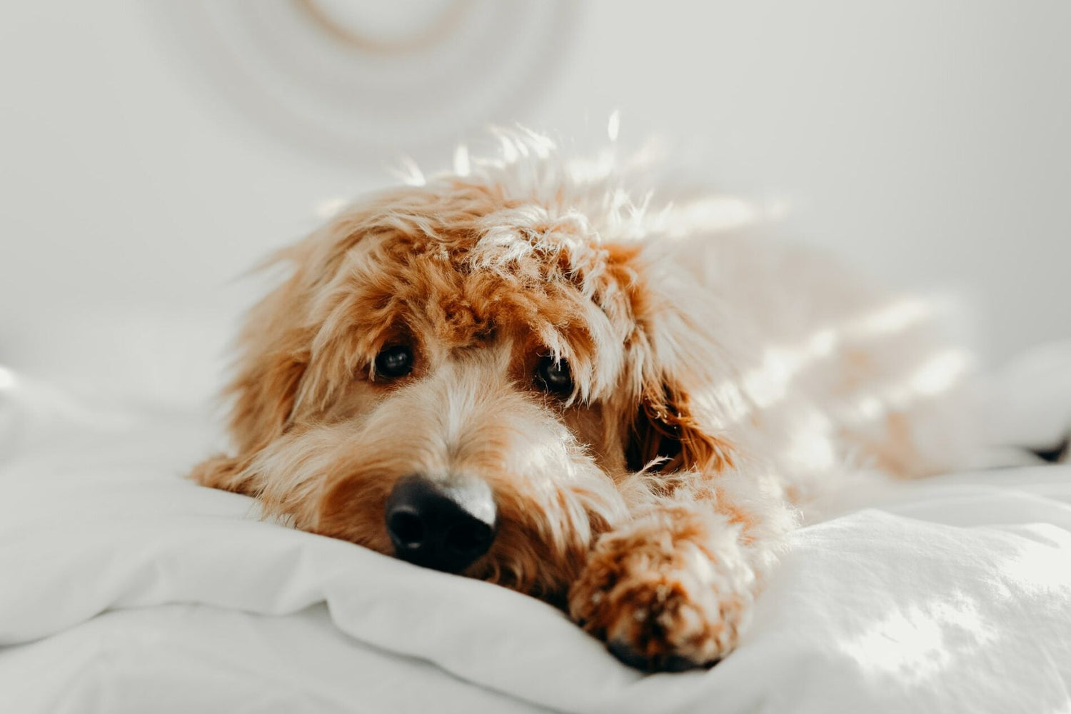 Hundebett: Die besten Schlafmöglichkeiten für Deinen Hund